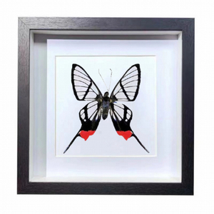 Buy Butterfly Frame Chorinea Octauius Suppliers & Wholesalers - CF Butterfly