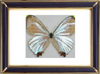 Morpho Lympharis Butterfly Suppliers & Wholesalers - CF Butterfly