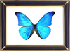 Morpho Cacica Butterfly Suppliers & Wholesalers - CF Butterfly