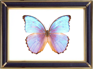 Morpho Godarti Butterfly Suppliers & Wholesalers - CF Butterfly