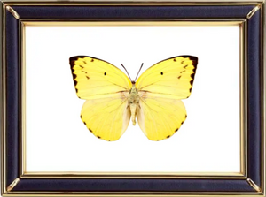 Catopsilia Pomona & Common Emigrant Butterfly Suppliers & Wholesalers - CF Butterfly