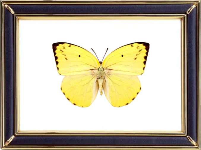 Catopsilia Pomona & Common Emigrant Butterfly Suppliers & Wholesalers - CF Butterfly