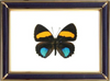 Callicore Aegina Suppliers & Wholesalers - CF Butterfly