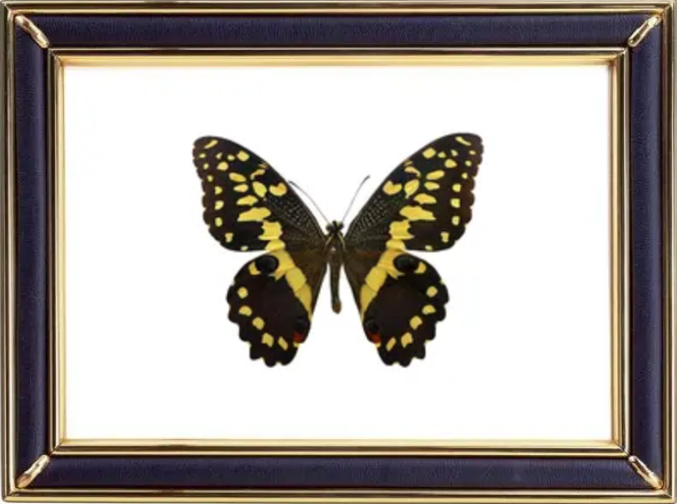 Papilio Demodocus & Citrus Swallowtail Butterfly Suppliers & Wholesalers - CF Butterfly
