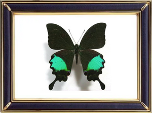 Papilio Paris & Paris Peacock Butterfly Suppliers & Wholesalers - CF Butterfly