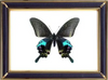 Papilio Arcturus Butterfly Suppliers & Wholesalers - CF Butterfly