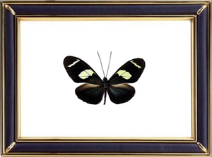 Heliconius Wallacei Suppliers & Wholesalers - CF Butterfly