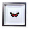 Buy Butterfly Frame Heliconius Doris & Doris Longwing Suppliers & Wholesalers - CF Butterfly