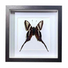 Buy Butterfly Frame Dragontail Butterfly Suppliers & Wholesalers - CF Butterfly