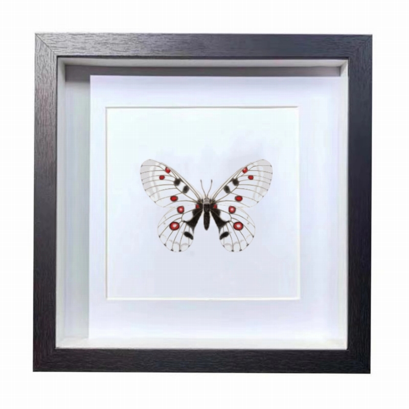 Buy Butterfly Frame Parnassius Nomion Suppliers & Wholesalers - CF Butterfly