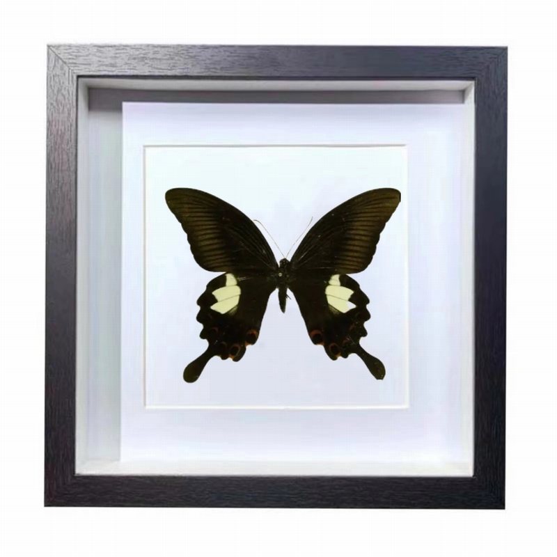 Buy Butterfly Frame Papilio Helenus Suppliers & Wholesalers - CF Butterfly