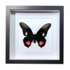 Buy Butterfly Frame Papilio Anchisiades Suppliers & Wholesalers - CF Butterfly