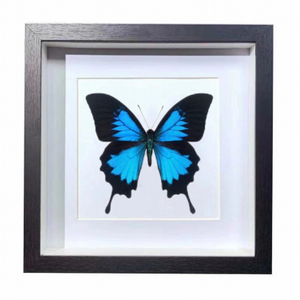 Buy Butterfly Frame Papilio Ulysses Suppliers & Wholesalers - CF Butterfly