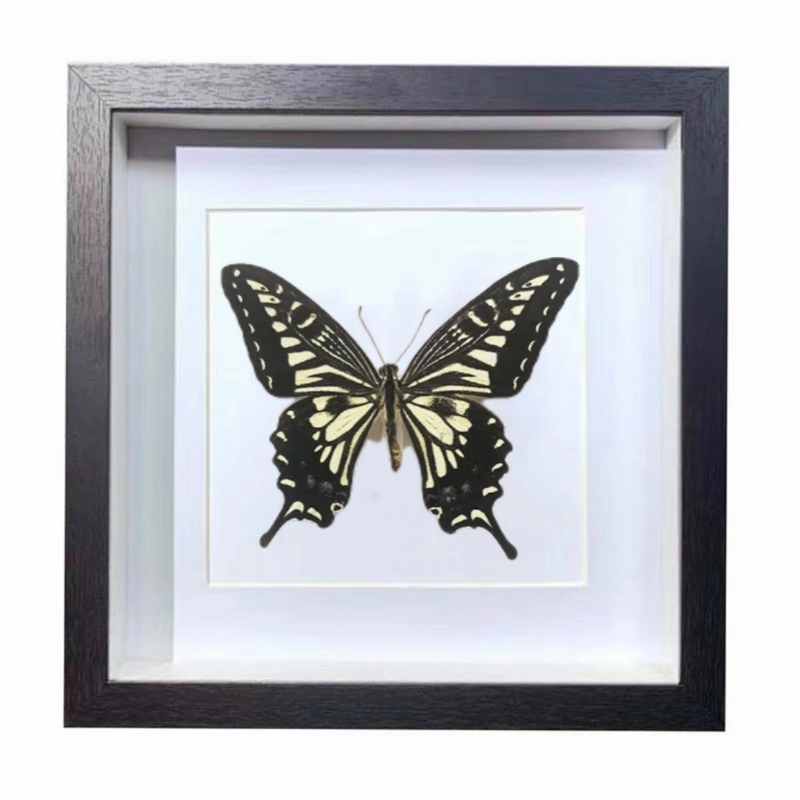 Buy Butterfly Frame Papilio Xuthus Suppliers & Wholesalers - CF Butterfly