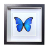 Buy Butterfly Frame Blue Morpho Menelaus Suppliers & Wholesalers - CF Butterfly