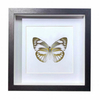 Buy Butterfly Frame Appias Libythea Suppliers & Wholesalers - CF Butterfly