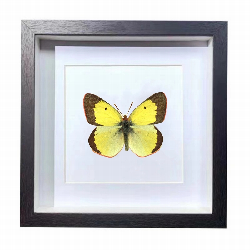 Buy Butterfly Frame Colias Palaeno Suppliers & Wholesalers - CF Butterfly