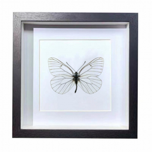 Buy Butterfly Frame Aporia Crataegi Suppliers & Wholesalers - CF Butterfly