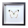 Buy Butterfly Frame Morpho Luna Suppliers & Wholesalers - CF Butterfly