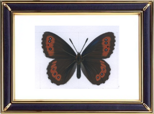 Erebia Ligea Butterfly Suppliers & Wholesalers - CF Butterfly