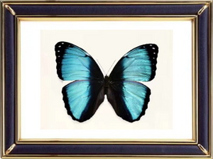 Morpho Patroclus Butterfly Suppliers & Wholesalers - CF Butterfly