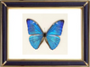 Morpho Adonis Butterfly Suppliers & Wholesalers - CF Butterfly
