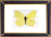 Gonepteryx Rhamni & Common Brimstone Butterfly Suppliers & Wholesalers - CF Butterfly
