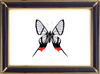 Chorinea Octauius & Chorinea Sylphina Butterfly Suppliers & Wholesalers - CF Butterfly