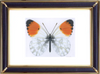 Anthocharis Cardamines & Orange Tip Butterfly Suppliers & Wholesalers - CF Butterfly