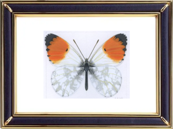 Anthocharis Cardamines & Orange Tip Butterfly Suppliers & Wholesalers - CF Butterfly
