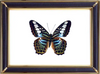 Blue Clipper Butterfly & Parthenos Sylvia Suppliers & Wholesalers