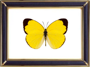 Eurema Alitha Butterfly Suppliers & Wholesalers - CF Butterfly