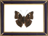 Euthalia Aconthea & Baron Caterpillar Suppliers & Wholesalers - CF Butterfly