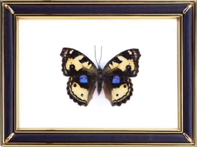 Junonia Hierta & Yellow Pansy Butterfly Suppliers & Wholesalers - CF Butterfly