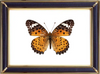 Argyreus Hyperbius & Indian Fritillary Butterfly Suppliers & Wholesalers - CF Butterfly