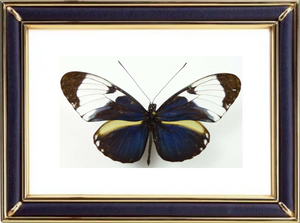 Heliconius Cydno Butterfly Suppliers & Wholesalers - CF Butterfly
