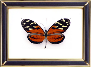 Heliconius Ismenius Butterfly Suppliers & Wholesalers - CF Butterfly