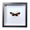 Buy Butterfly Frame Heliconius Numata Suppliers & Wholesalers - CF Butterfly