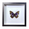 Buy Butterfly Frame Japanese Emperor Caterpillar Suppliers & Wholesalers - CF Butterfly