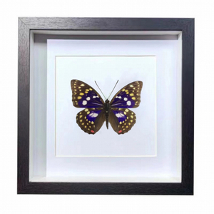 Buy Butterfly Frame Japanese Emperor Caterpillar Suppliers & Wholesalers - CF Butterfly