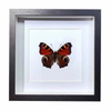 Buy Butterfly Frame Peacock Butterfly Suppliers & Wholesalers - CF Butterfly
