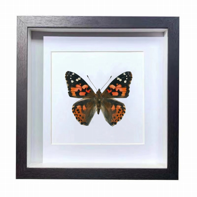 Buy Butterfly Frame Vanessa Indica Suppliers & Wholesalers - CF Butterfly