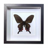 Buy Butterfly Frame Papilio Syfanius Suppliers & Wholesalers - CF Butterfly
