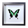 Buy Butterfly Frame Papilio Phorcas Suppliers & Wholesalers - CF Butterfly