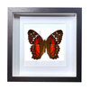 Buy Butterfly Frame Anartia Amathea Suppliers & Wholesalers - CF Butterfly