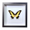 Buy Butterfly Frame Papilio Androgeus Suppliers & Wholesalers - CF Butterfly