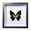 Buy Butterfly Frame Morpho Phanodemus Suppliers & Wholesalers - CF Butterfly