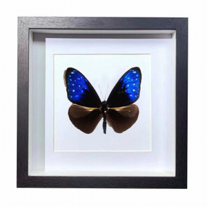 Buy Butterfly Frame Euploea Mulciber Suppliers & Wholesalers - CF Butterfly