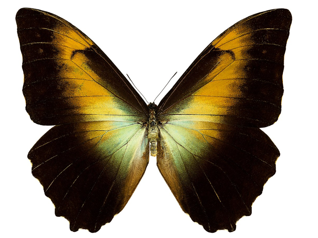 Morpho Telemachus: One of The Most Beautiful Butterflies in South America