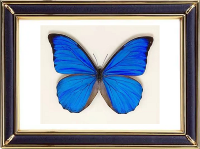 Morpho Anaxibia Butterfly Suppliers & Wholesalers - CF Butterfly
